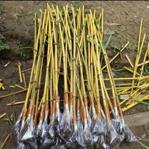 Bibit Bambu Kuning Kualitas Super Panjang 1 Meter (belum berakar)