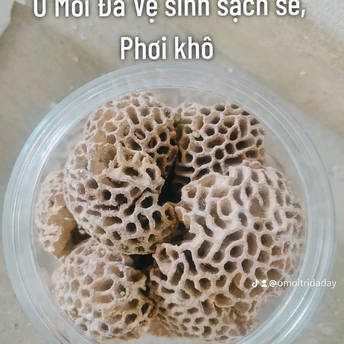 Ổ Mối Nguyên Trị Trào Ngược,Hp, Loét Dạ Dày Hủ To Chưa Chế Biến, Tặng Kèm Túi Lọc Trà, Hủ, Muỗng.