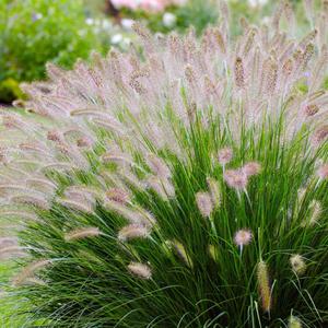 50granos Semillas PastoColadeZorroPúrpura FollajeBorgoña EspigasFloresPúrpura Arquitectónico