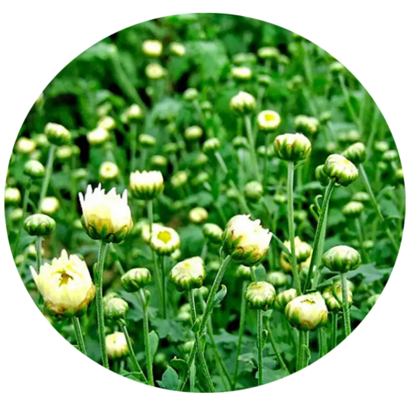 Tắc Kiểng kích ra hoa, tạo mầm cực mạnh (gói 100g) 5