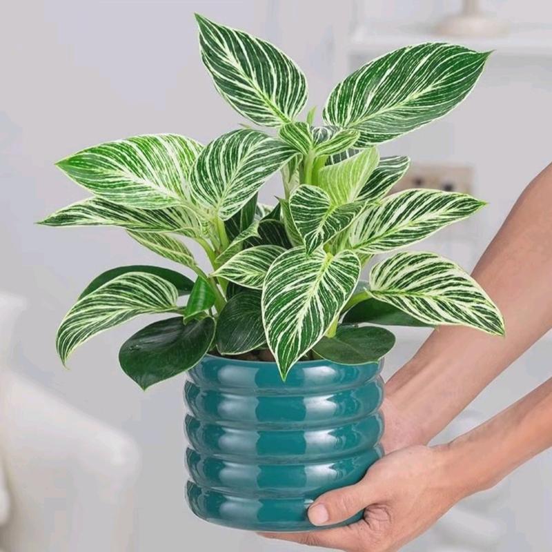 Tanaman Hias Philodendron Birkin - Dekorasi Ruangan Alami - tanaman artificial 3