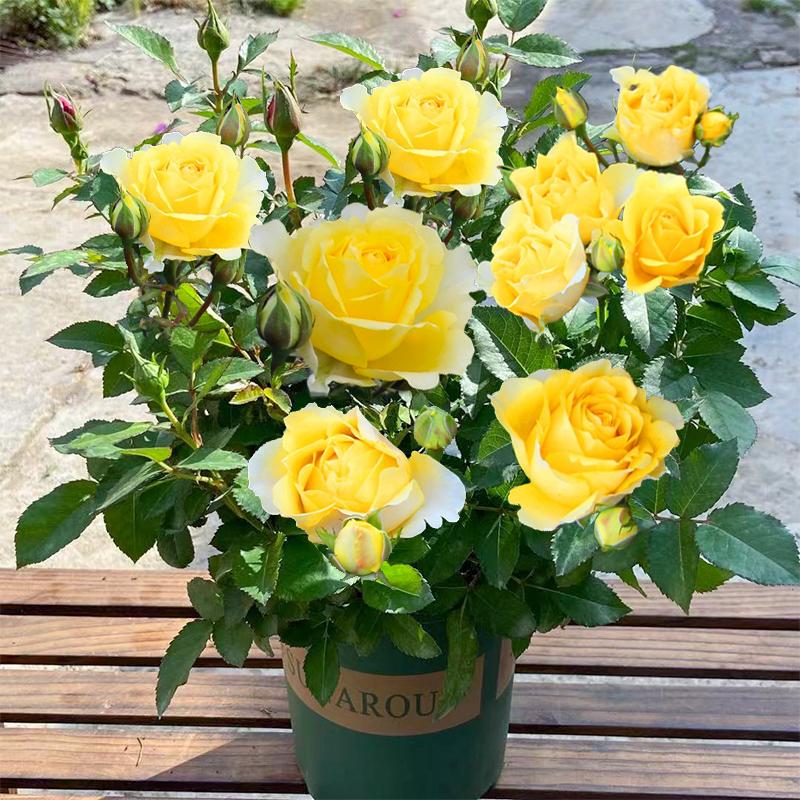 Product Introduction of ปลูกง่ายมีคุณภาพดี ดอกกุหลาบ บรรจุ 100 เมล็ด คละสี Colorful Rose Seeds เมล็ดดอกไม้ เมล็ดบอนสี ต้นไม้มงคล บอนสี ดอกไม้ปลูกสวยๆ บอนสีพันหายาก CODดอกไม้ ไม้ประดับ พันธุ์ดอกไม้ ต้นบอนสี ดอกไม้ปลูก แต่งบ้านและสวน Flower Seeds for planting 75