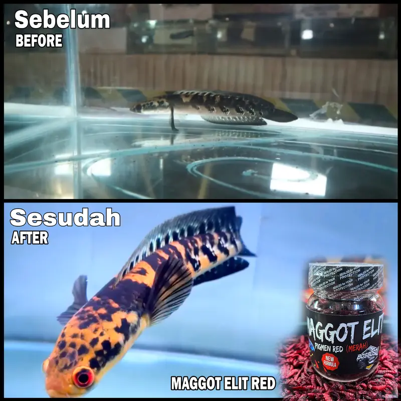 MAGGOT ELIT (Bos Bos Qu) PIGMEN RED 3