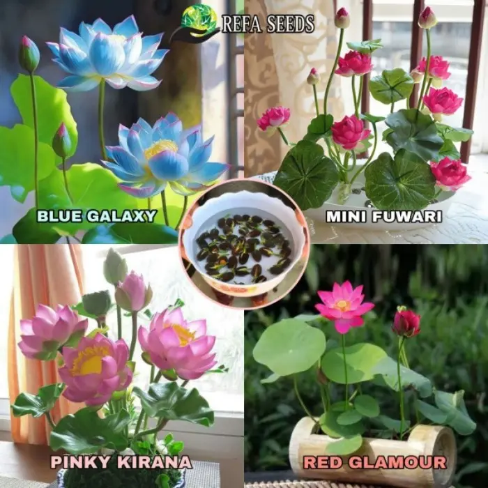 Isi 50 Butir Benih Bunga Teratai Lotus Biji Bunga Lotus Mini Mix Warna