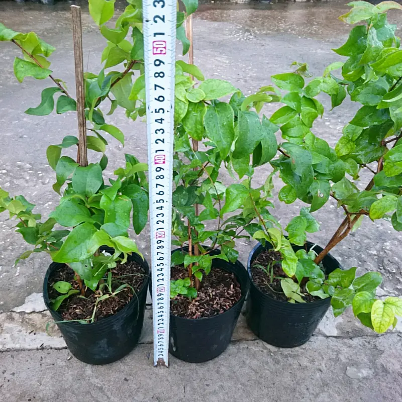 Cây Cherry Nam Mỹ - cherry Surinam - cây cherry Khía có quả sau 6 tháng phù hợp khí hậu 3 miền Việt Nam 2