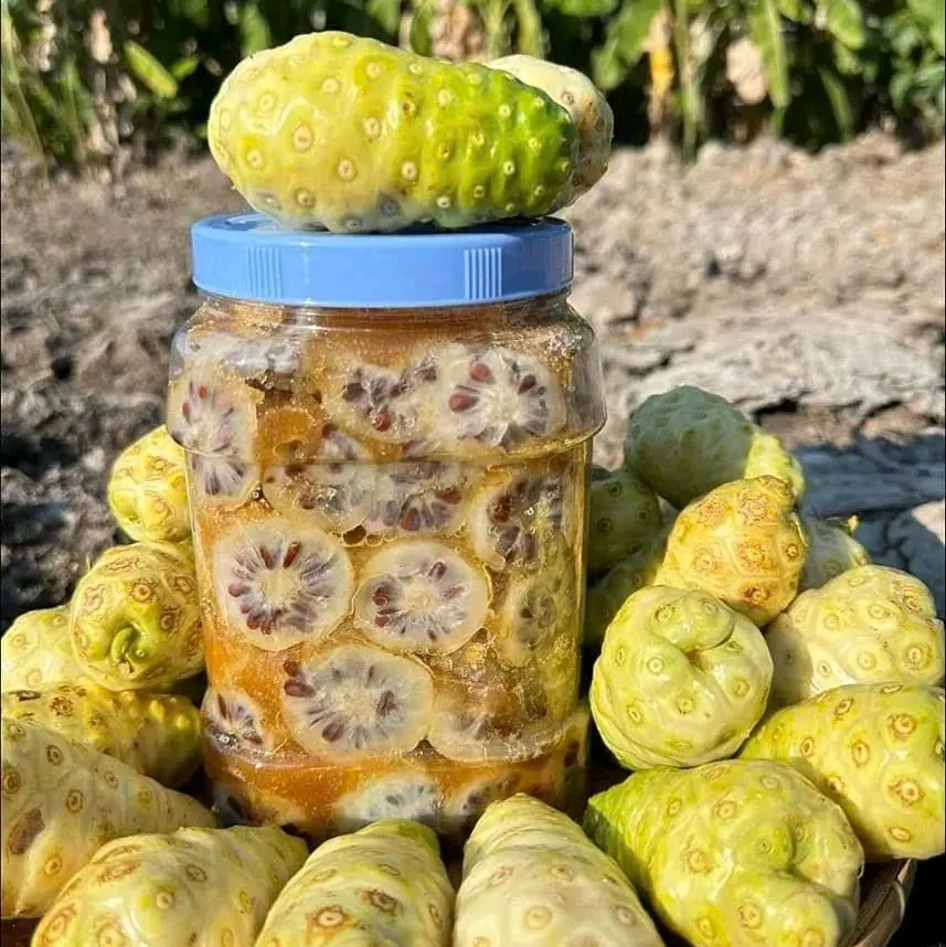 Nhàu nhâm đường cát vàng mật mía