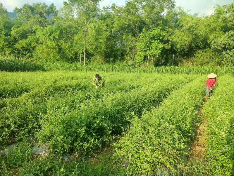 Trà cà gai leo Hợp Hòa- Kết Hợp (Cà gai leo + Xạ đen + Cỏ Ngọt) - Ocop 4 sao. Nước Trà Chè 3