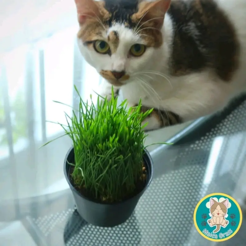 PAKET COMBO - Rumput Kucing Siap Konsumsi - Wheatgrass - Rumput Gandum 4
