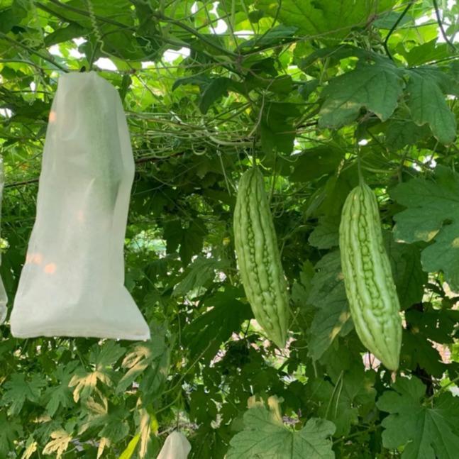 50 CÁI TÚI SIZE 15X30cm dùng bọc trái khổ qua, dưa leo, cà chua dùng nhiều mùa _túi bao trái cây cao cấp ánh dương túi bọc tuiboctraicay tuibaotraicay