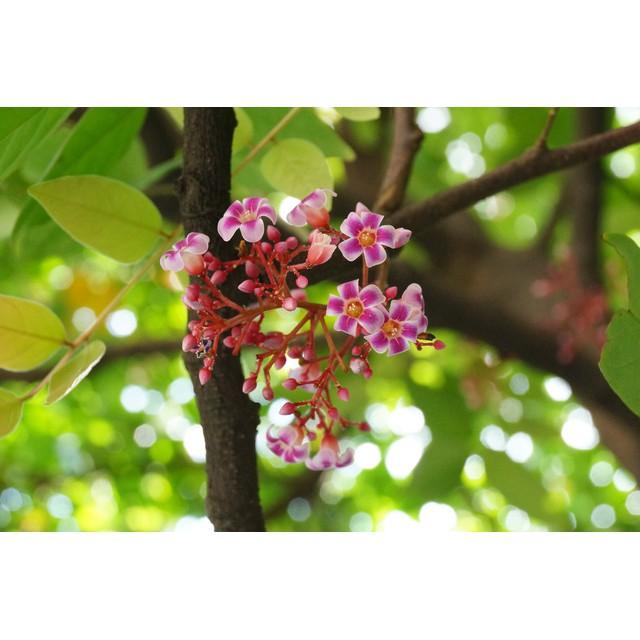 Cây khế ăn trái chua & ngọt - Ngũ liêm tử - Coromandel goose-berry