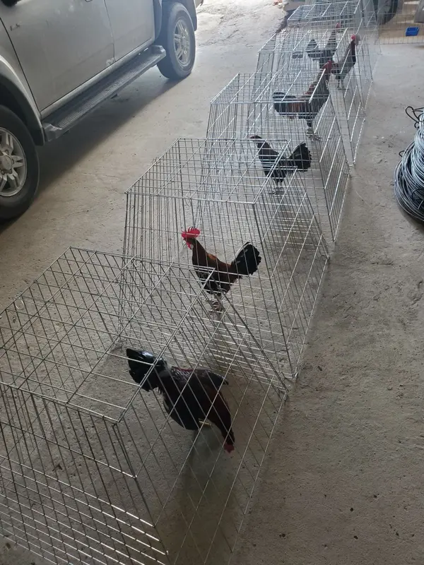 BỘI THÁP, BỘI VUÔNG  [hàng ráp sẳn].bội vuong úp gà , bội  gà vuông 2