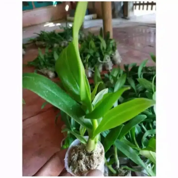 anggrek dendrobium pure delight terlaris dan termurah 2