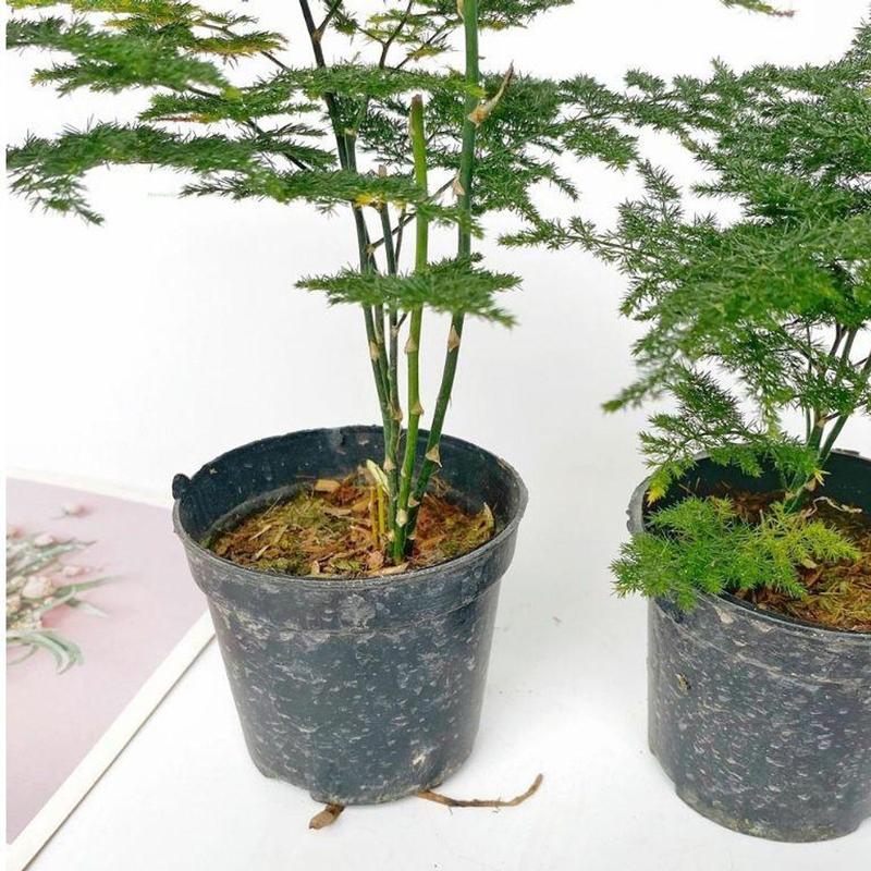 Product Introduction of Cây Thủy Tùng Mini - Chiều Cao 20cm, Trang Trí Bàn Làm Việc 65