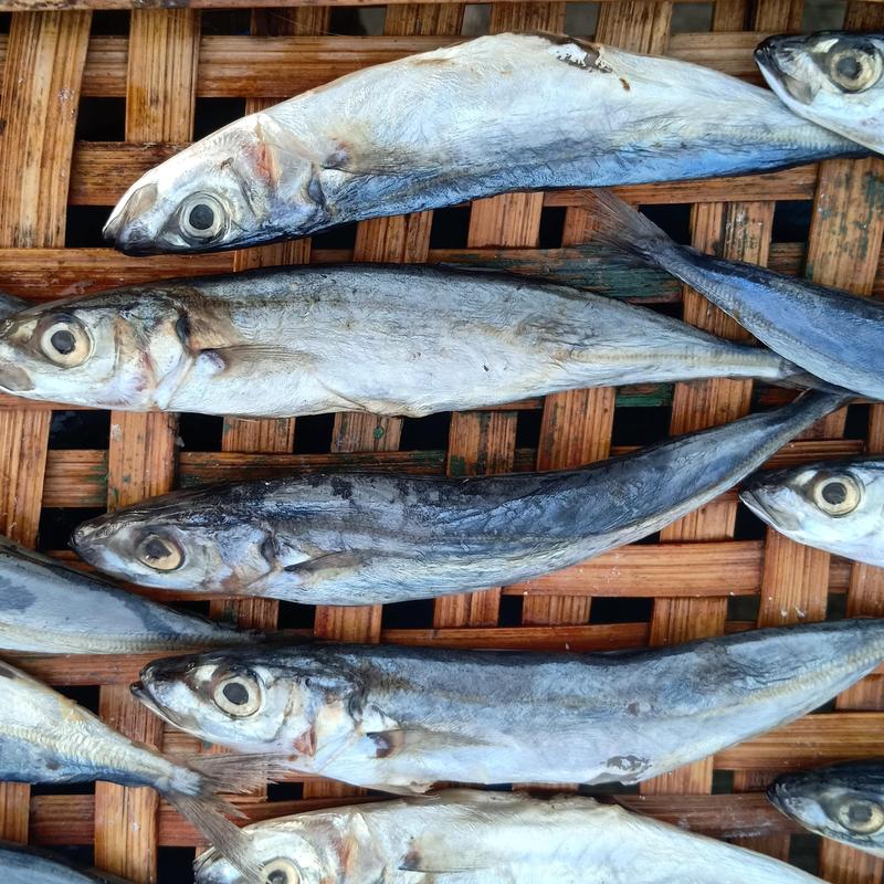 IKAN LAYANG / KLOTOK / BENGGOL BESAR ASIN 100/250/500 gr Laut 4