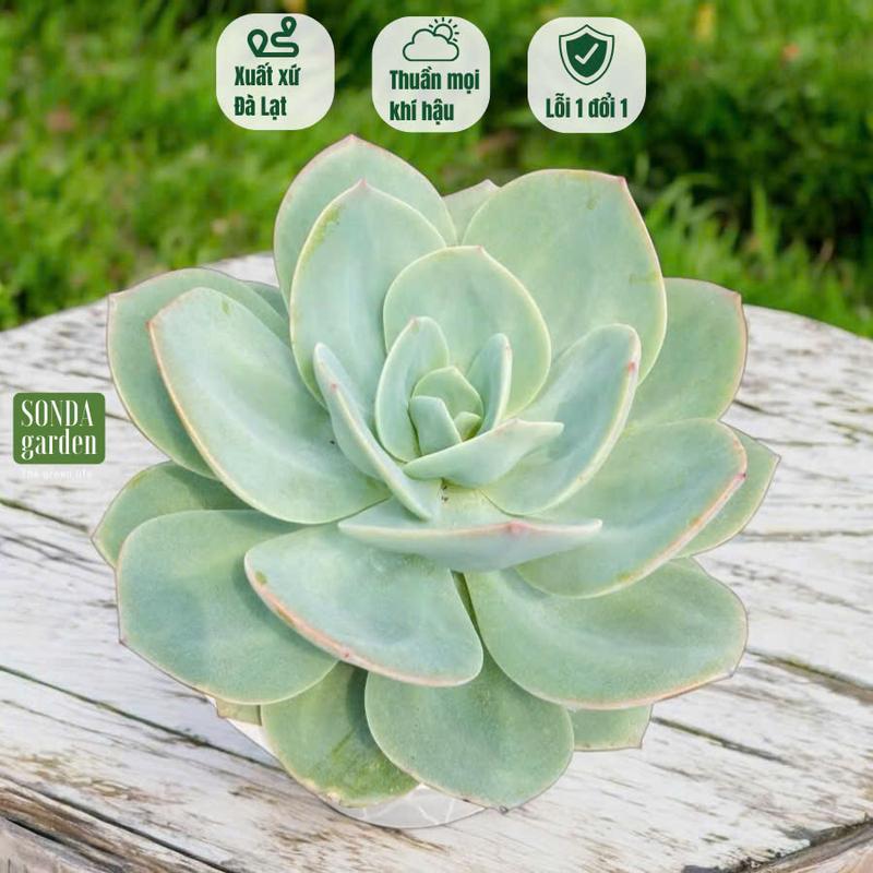 Sen đá bèo nhật SONDA garden size 20cm, cây sen đá, sen đá đẹp trang trí nhà cửa