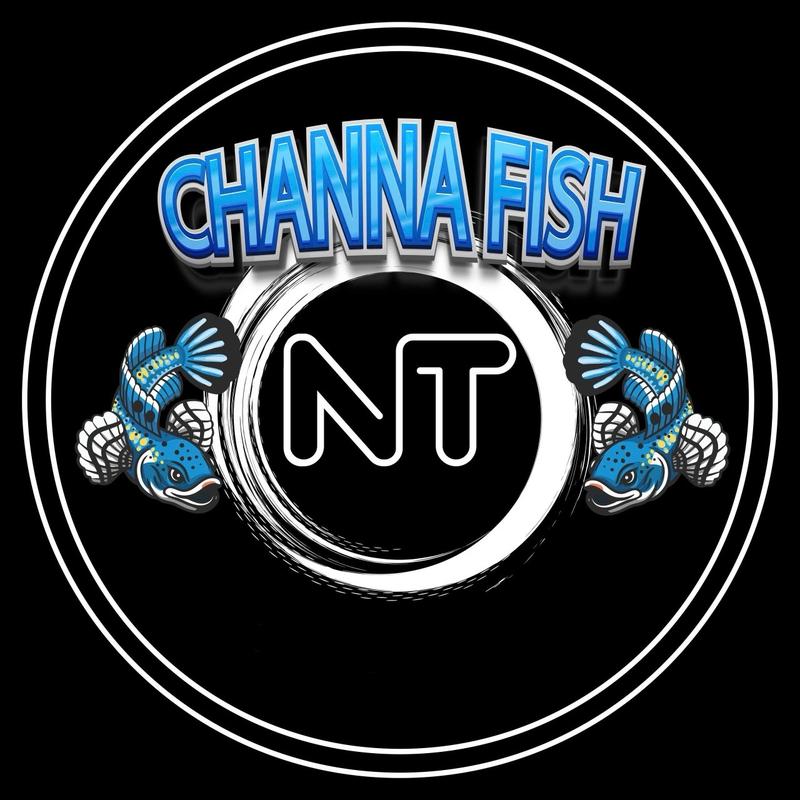 Logo trang trí lửa băng 13-16 0
