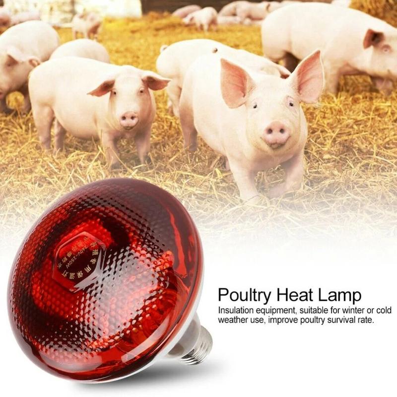 Product Introduction of 250W Poultry Infrared Heat Lamp Waterproof Anti-Explosion Thickened Light Bulbs ​ For Piglet Chicken Duck Birds E27 Heating Lamp 13