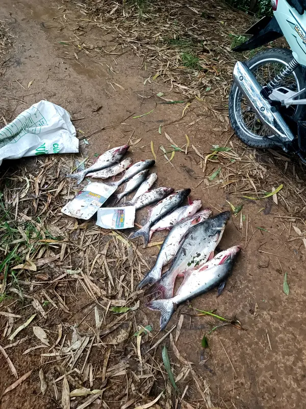 combo 4500g cám tặng 1 tơ nhện#tơnhện#trạngtháimồicâu#bộttaorong Đi Câu Fishing Bắt Cá Câu Cá Fish 2
