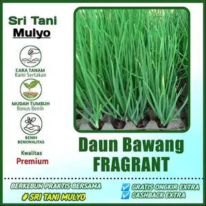 50 Biji - Benih Bawang Daun / Daun Bawang FRAGRANT Toleran Penyakit Bibit Sayuran Oncang Blaze Freda