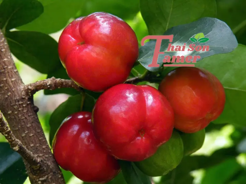 Cây giống Sơ-Ri TRÁI NGỌT(Cây 60-80cm chậu nhỏ), cây chiết cành nhanh cho trái, sau 4 tháng trồng, trái to ngọt. 2