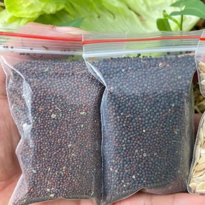 HẠT GIỐNG RAU CẢI LÀN HMONG TÂY BẮC ll 1 gói 3