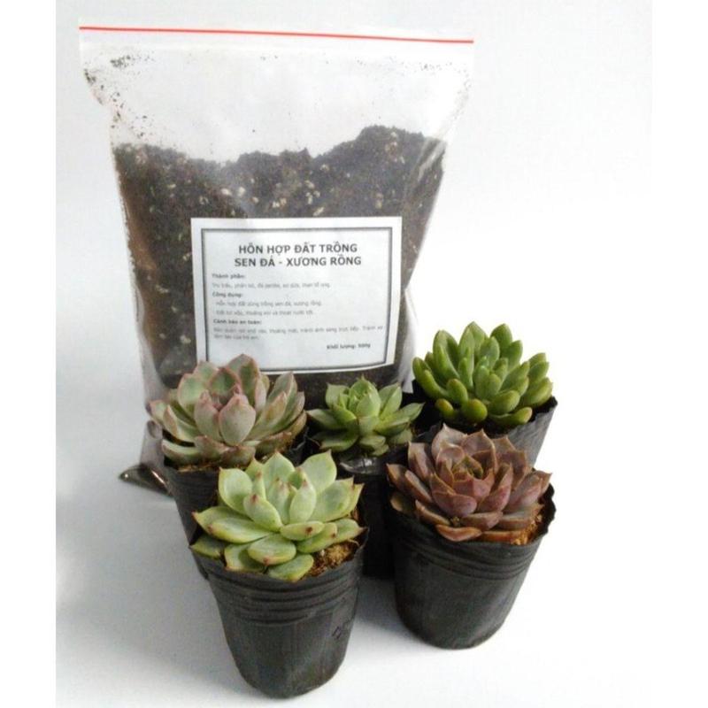 Combo 5 cây sen đá 5-8cm ngẫu nhiên + Gói 500g đất trồng FREESHIP Đã thuần khí nóng  Bao đẹp bonsai