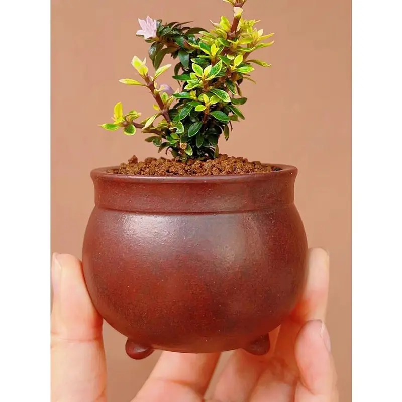 Chậu cây hoàng kim mini làm tiểu cảnh, terrarium, bán cạn 5