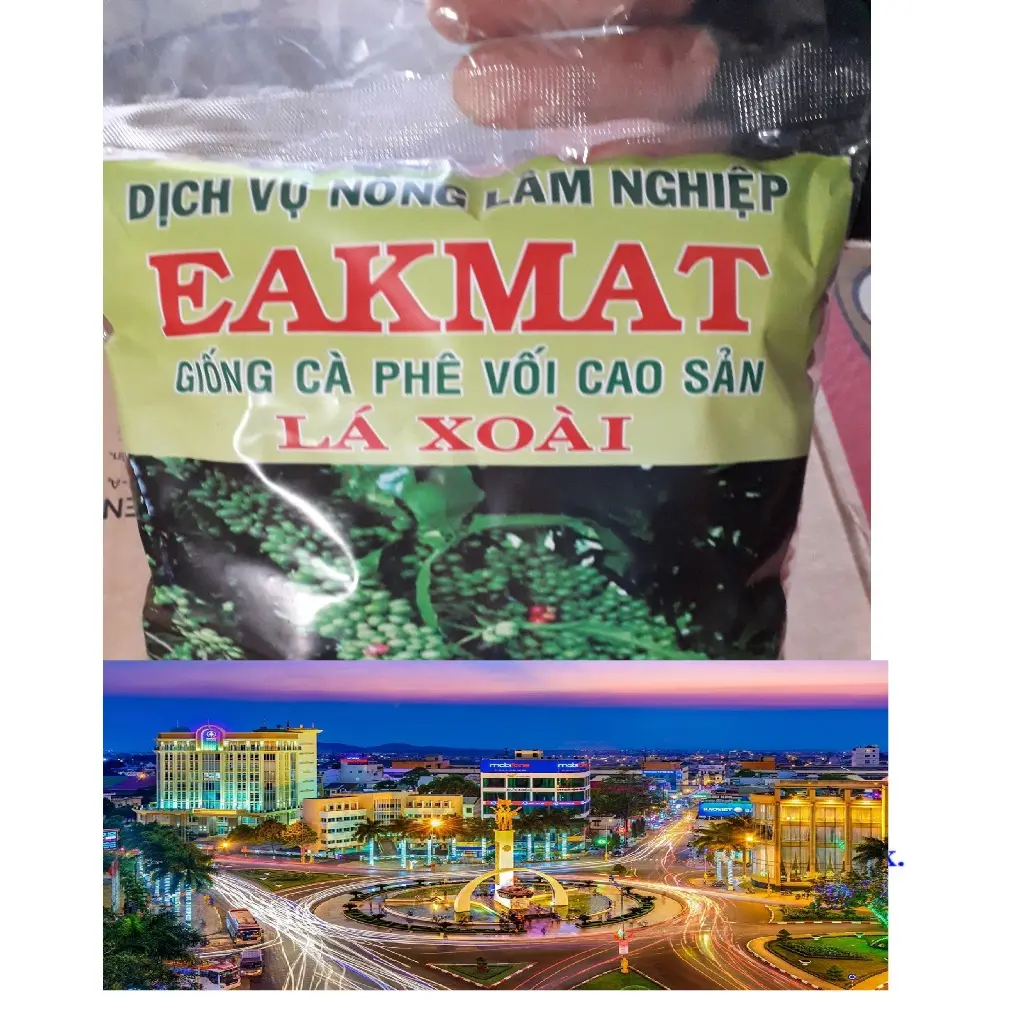 0.5 KG HẠT GIỐNG CÀ PHÊ HỮU THIÊN LÁ XOÀI [ HT1 ] CAO SẢN - HẠT TUYỂN CHỌN BAO NẢY MẦM. [freeship+] []{}
