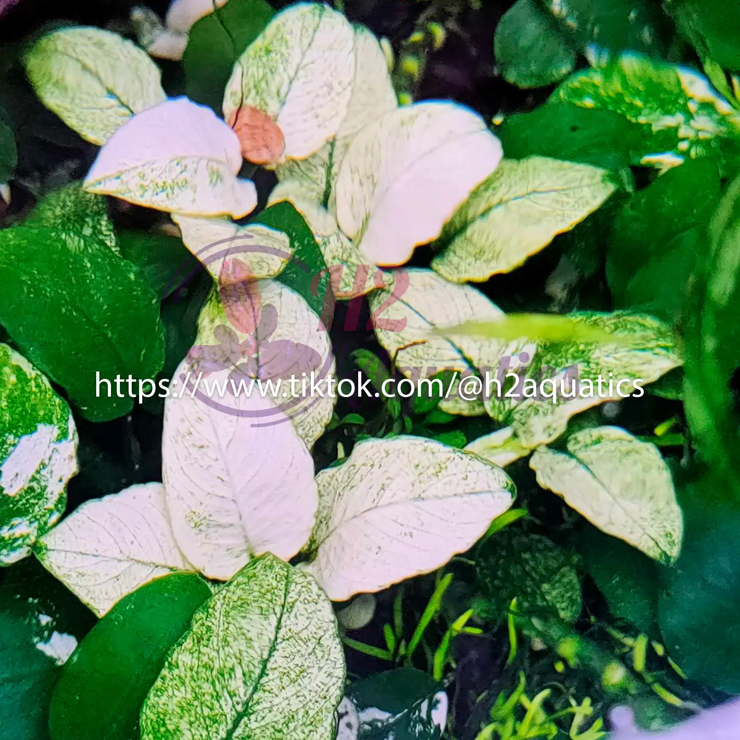 Cây Ráy Pinto thủy sinh - Cây thủy sinh lá nước - H2 Aquatics