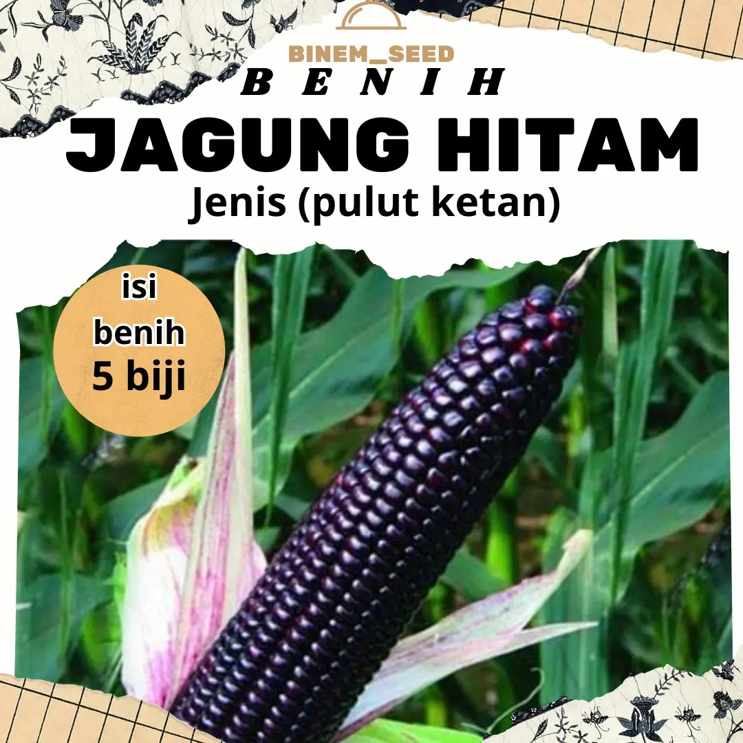 BENIH jagung pulut ketan hitam isi 5 benih