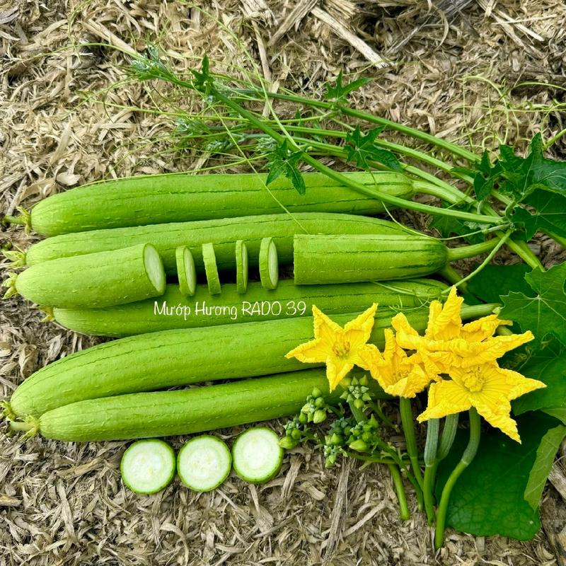 Hạt giống mướp hương siêu dễ trồng lai F1 Rado 39 - Gói 20 hạt
