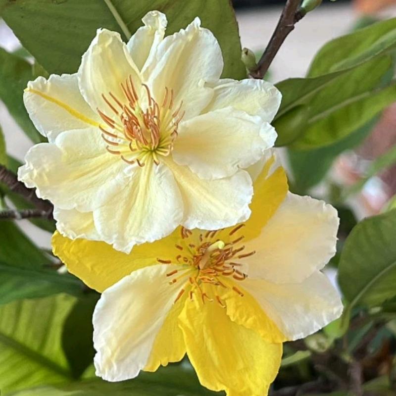 Mai nhị ngọc toàn ( cây giống cao 15-20cm) 0