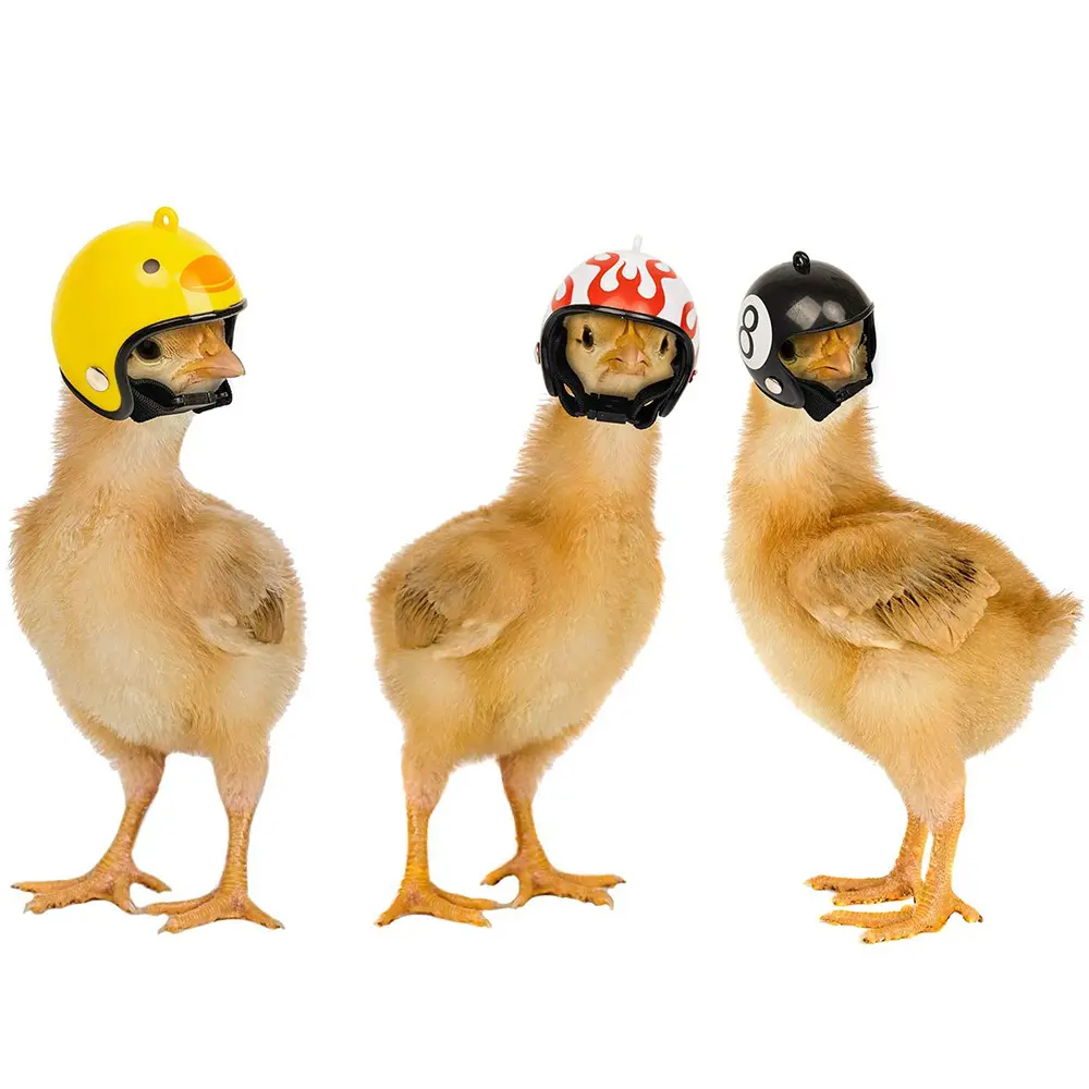 1Pc Chicken Helmet Small Pet Hard Hat Bird Quail Pigeon Hat Headgear Pet Bird Helmet DIY Cartoon Character Helmet Pet Supplies