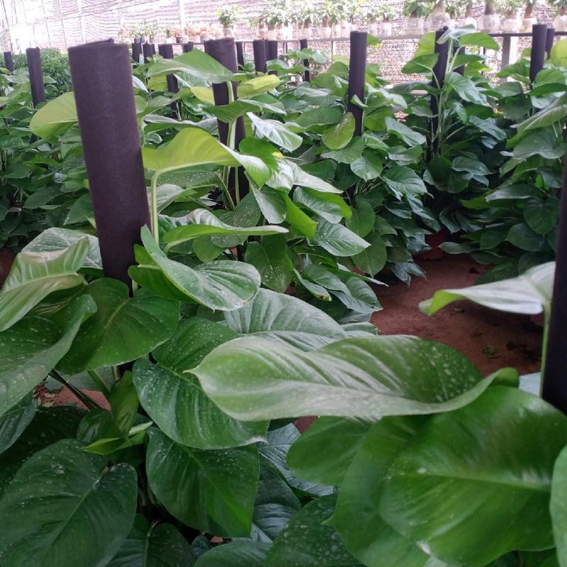 Vải bọc cột cây leo, vải nỉ thấm nước bọc cột cây trầu bà leo