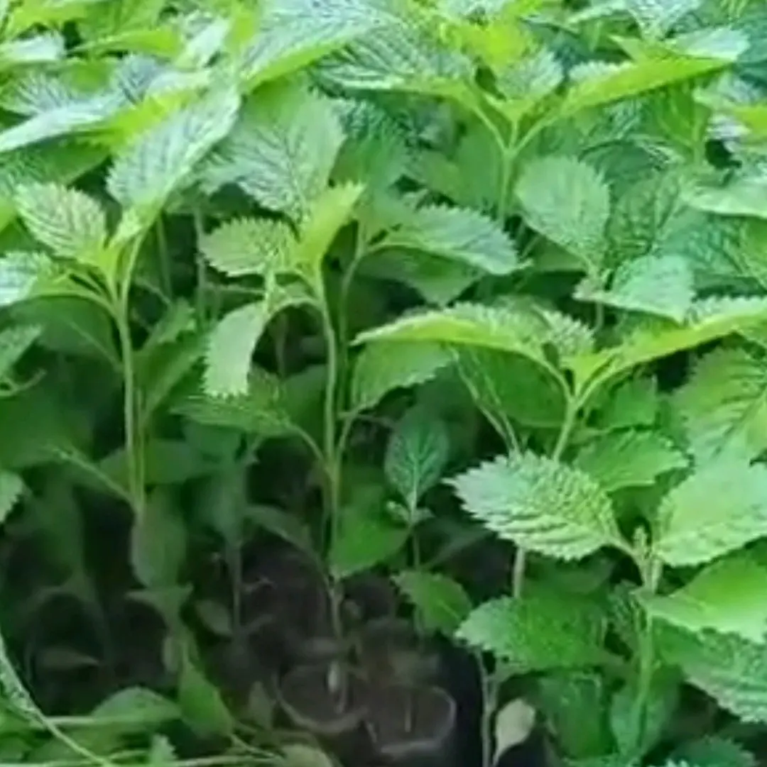 compo 5 cây đuôi chuột (mạch lac) giống
