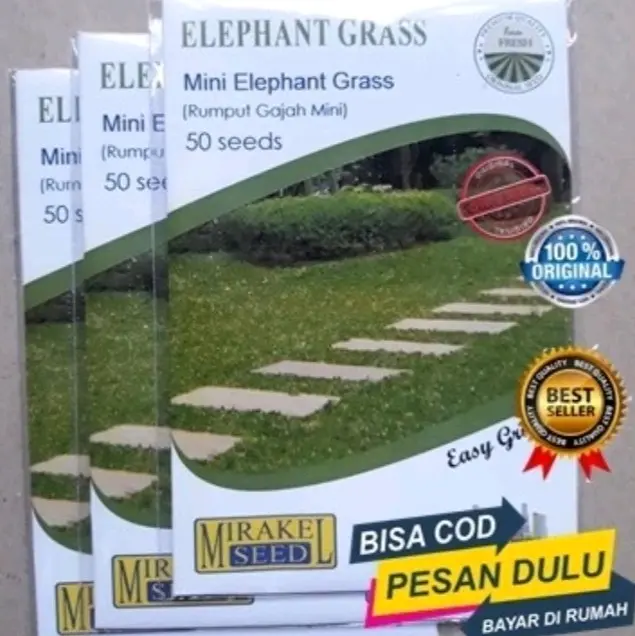 rumput gajah mini Dekorasi