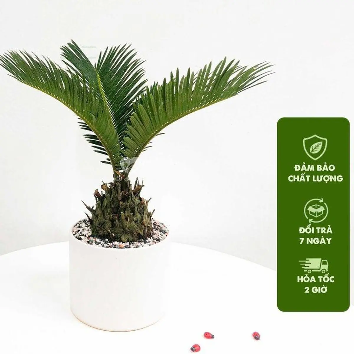 Cây Vạn Tuế 20cm - Cây Trang Trí Nội Thất & Cảnh Quan, Dễ Chăm Sóc