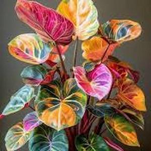 500 granos Semillas de Caladio Modelo Numero B1 Alta Germinación Planta de Hoja Colorida para Jardines y Hogar