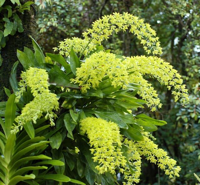 Combo 4chậu Vũ Nữ Hoàng Hậu Xanh - HOA LAN GIỐNG SHOP