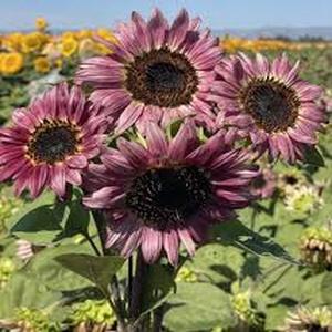 SemillasdeGirasolMixto100GranosResistentealCalorFácildeCultivarIdealparaJardineríaenCasayExterior