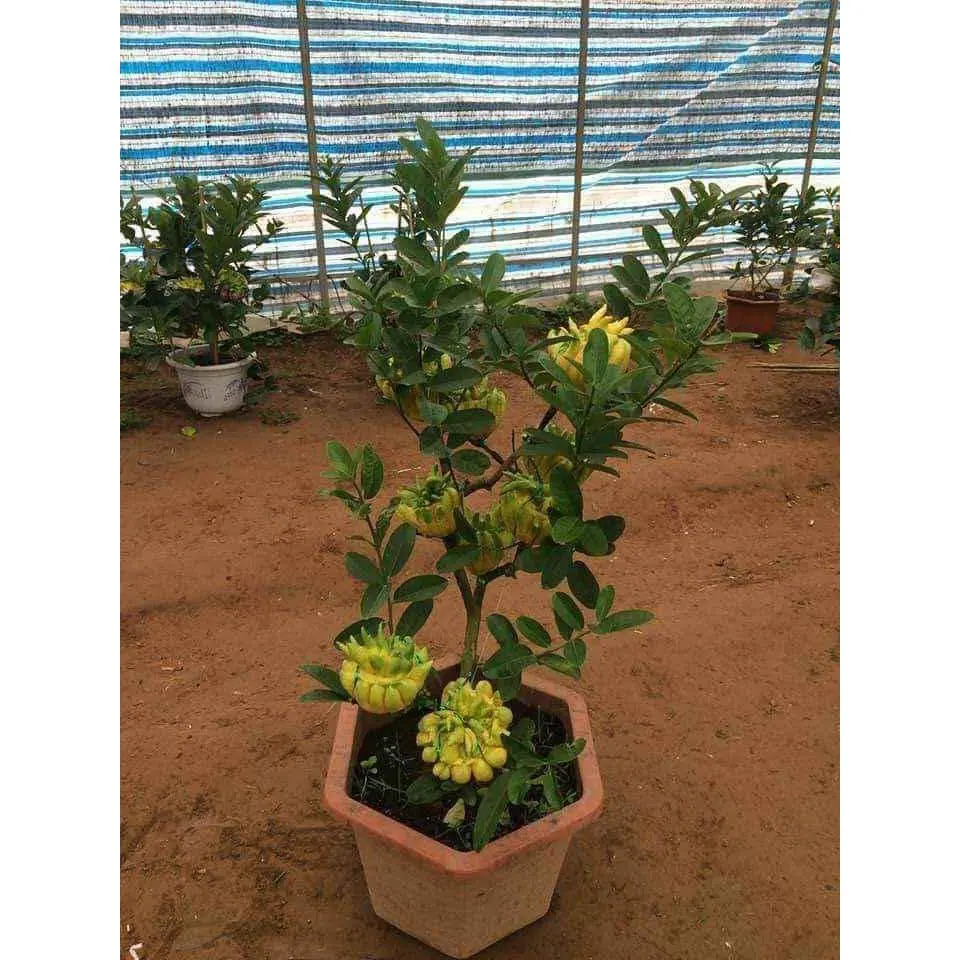 Cây giống phật thủ-Cây giống phật thủ