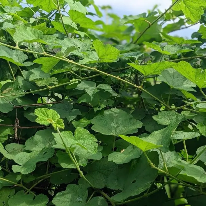 Mâm Xôi Rừng Khô 1kg Giúp Làm Dày Niêm Mạc và Hỗ Trợ Viêm P Khoa 3