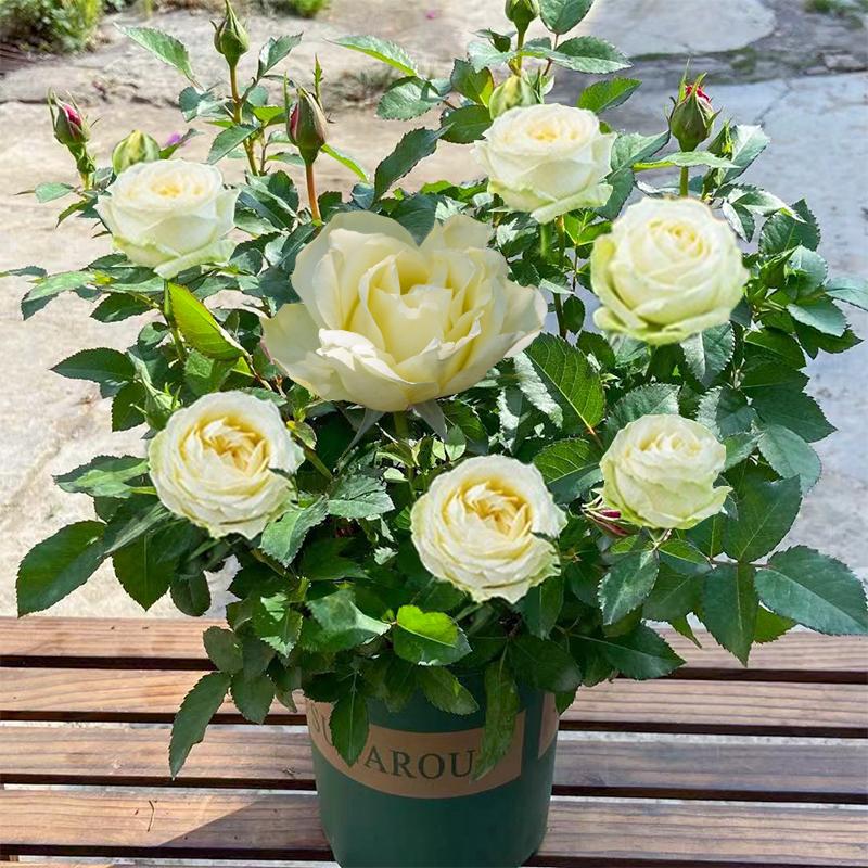 Product Introduction of ปลูกง่ายมีคุณภาพดี ดอกกุหลาบ บรรจุ 100 เมล็ด คละสี Colorful Rose Seeds เมล็ดดอกไม้ เมล็ดบอนสี ต้นไม้มงคล บอนสี ดอกไม้ปลูกสวยๆ บอนสีพันหายาก CODดอกไม้ ไม้ประดับ พันธุ์ดอกไม้ ต้นบอนสี ดอกไม้ปลูก แต่งบ้านและสวน Flower Seeds for planting 82