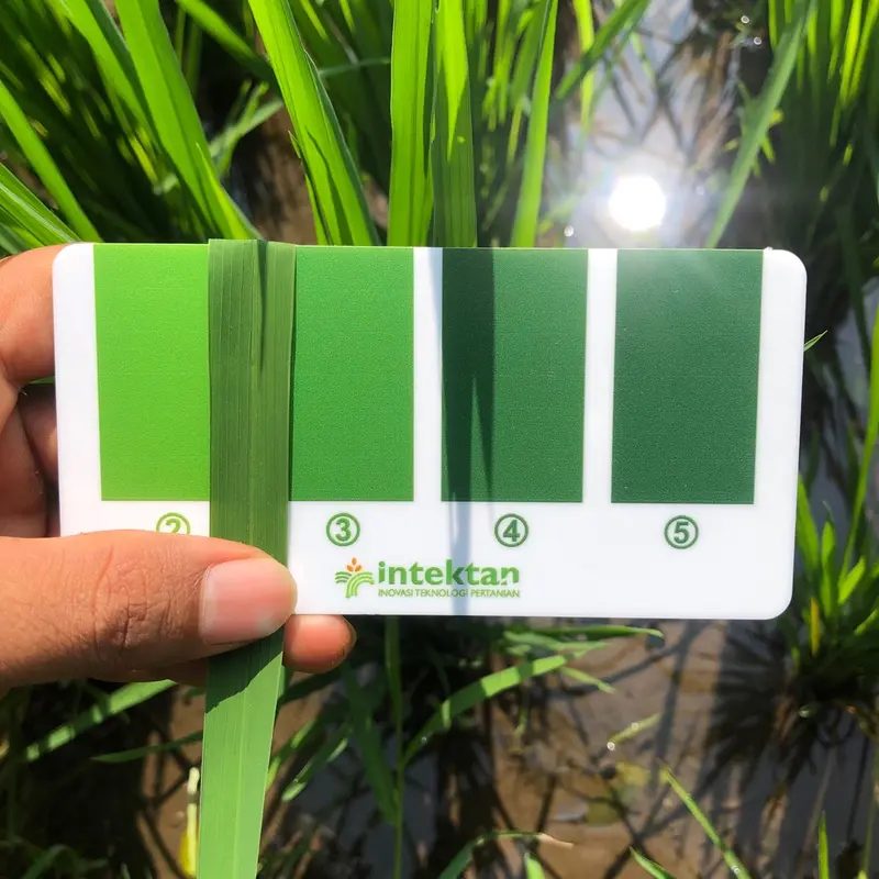 BWD 4 Chart (Bagan Warna Daun) Indikator daun tanaman padi 0