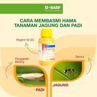Gambar Regent 50 SC Red 250ml nsektisida sistemik racun kontak, lambung dan zat pengatur tumbuh tanaman dari BASF Petani Sejahtera Kota Tangerang 2 Tokopedia