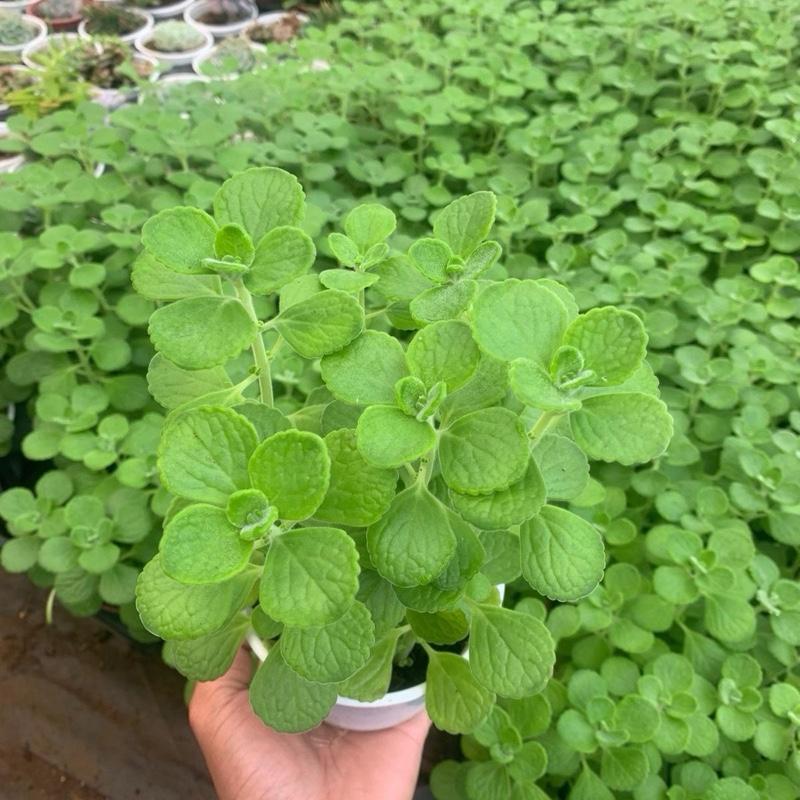 Cây Sen Thơm Nhất Mạc Hương - Cây Mang Hương Thơm Bạc Hà Dễ Chịu - Xua Đuổi Muỗi 1