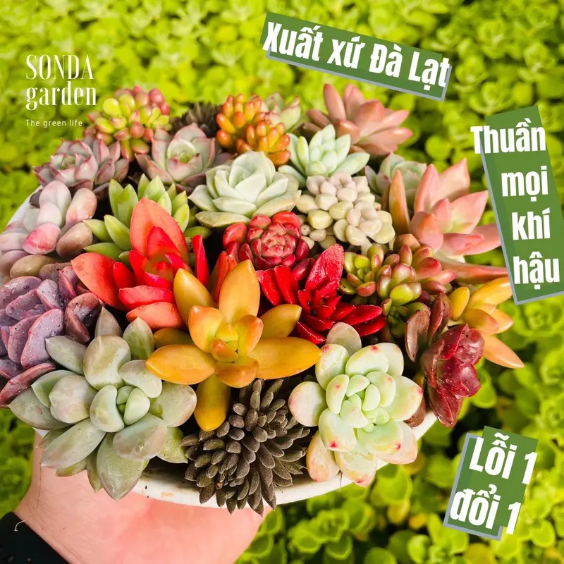 Sen đá mini 84 cây mix nhiều loại SONDA GARDEN (Quà tặng trên live) cây sen đá, sen đá đẹp trang trí nhà cửa 0