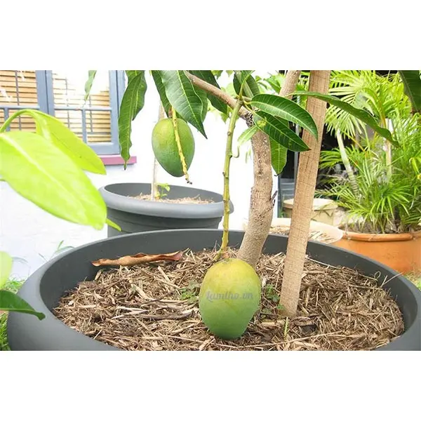 Cây giống Xoài Thanh ca [ Cây ghép cho trái sớm ]. [ GIAO HÀNG NHANH ] 2