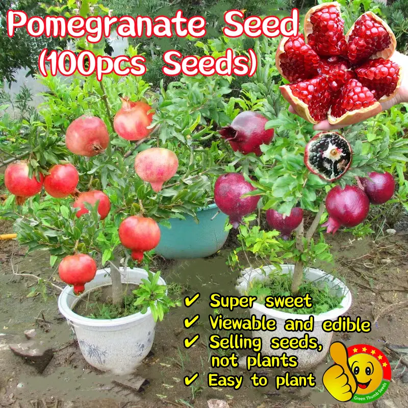 Fast Grow] 80pcs/pack High Yield Sweet Pomegranate Seeds for Sale Dwarf Pomegranate  Seeds Seeds Plant Pomegranate for Sale Seed Pomegranate Easy To Grow In  Philippines - TikTok Shop Philippines