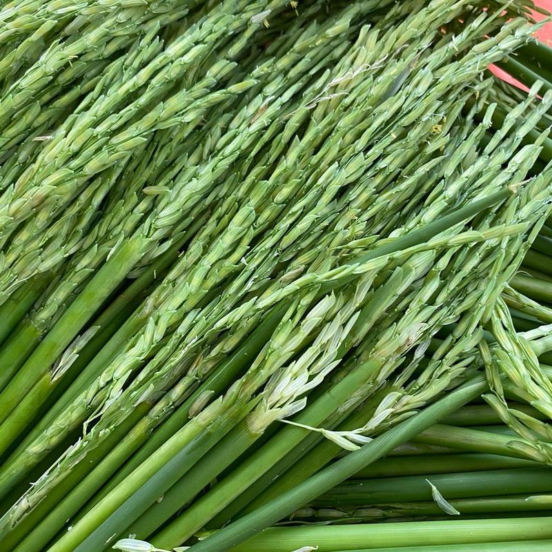 2KG Trà Đòng đòng nếp non, ngâm rượ.u thơm ngon, đậm vị 8